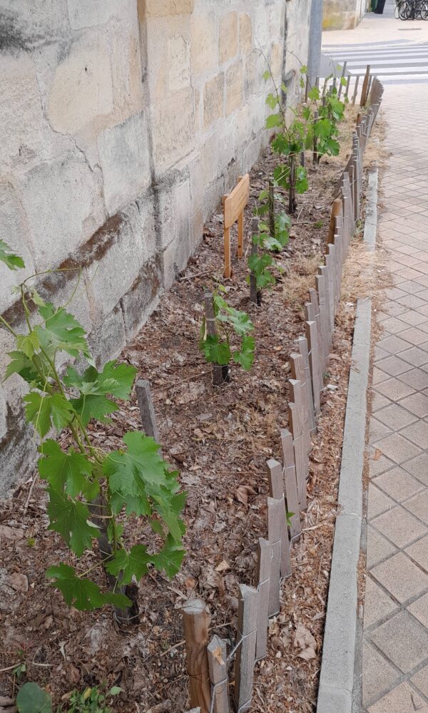 AFSS_Vignes-en-ville-2026-15 AFSS Vignes en ville 2026 15