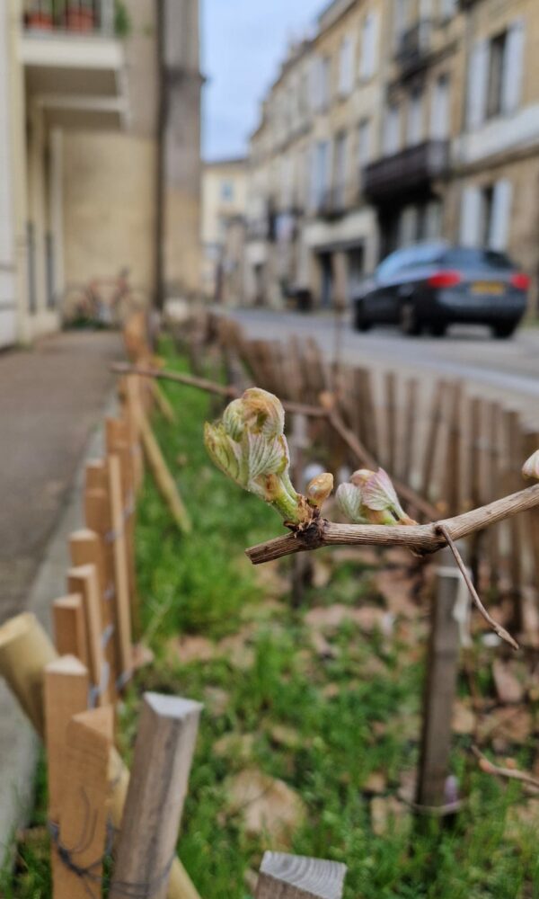 AFSS_Vignes-en-ville-2026-17 AFSS Vignes en ville 2026 17