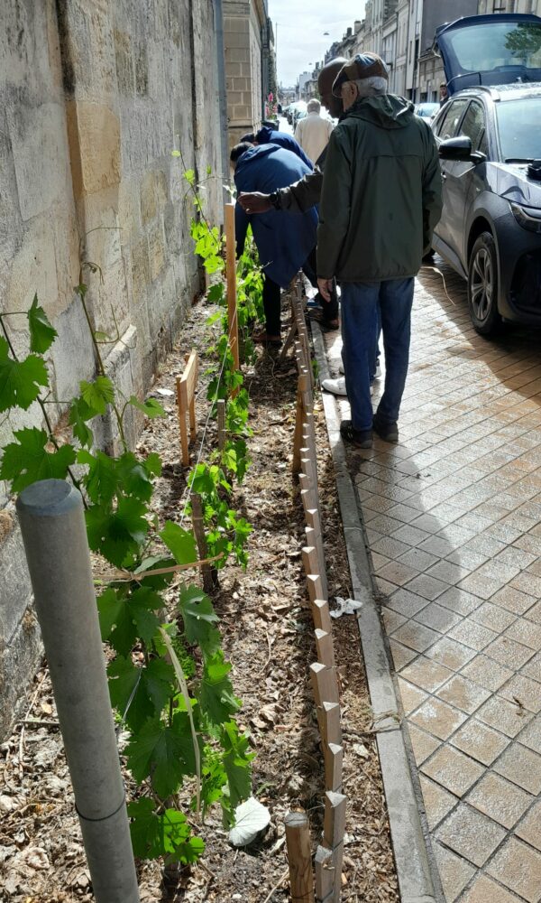 AFSS_Vignes-en-ville-2026-2 AFSS Vignes en ville 2026 2