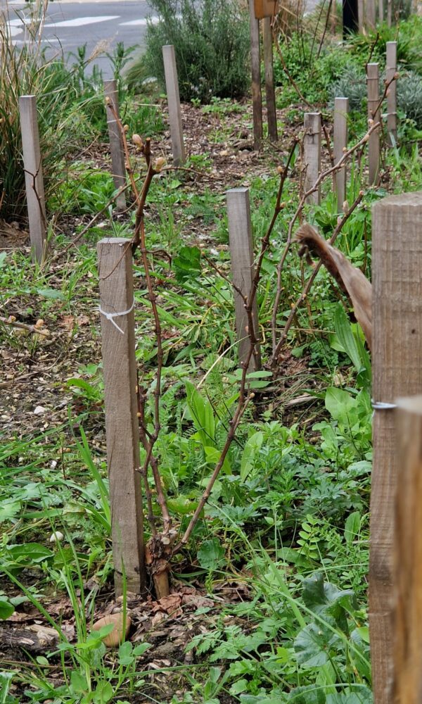 AFSS_Vignes-en-ville-2026-20 AFSS Vignes en ville 2026 20