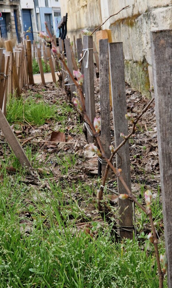 AFSS_Vignes-en-ville-2026-21 AFSS Vignes en ville 2026 21