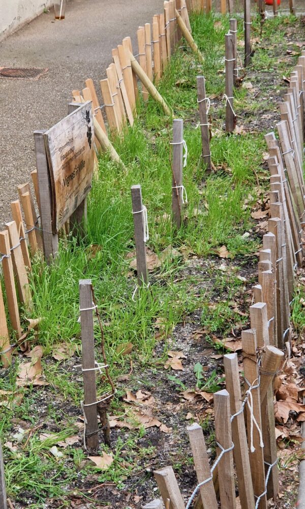 AFSS_Vignes-en-ville-2026-22 AFSS Vignes en ville 2026 22