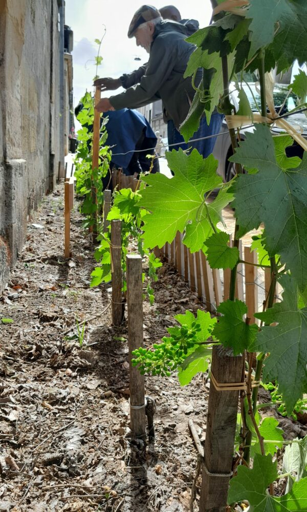 AFSS_Vignes-en-ville-2026-4 AFSS Vignes en ville 2026 4