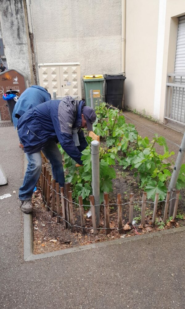 AFSS_Vignes-en-ville-2026-8 AFSS Vignes en ville 2026 8