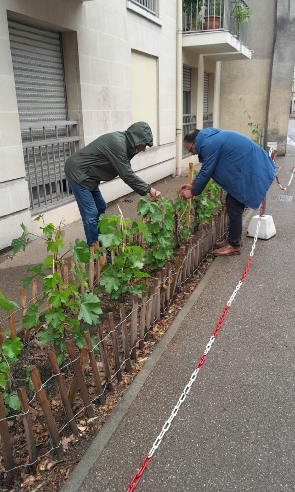 AFSS_Vignes-en-ville-2026-9 AFSS Vignes en ville 2026 9